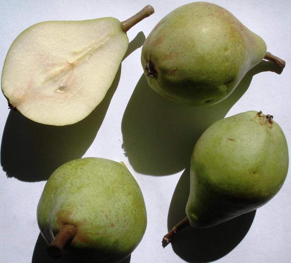 Birne Clapps Liebling 01.JPG